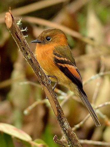 Cinnamon flycatcher